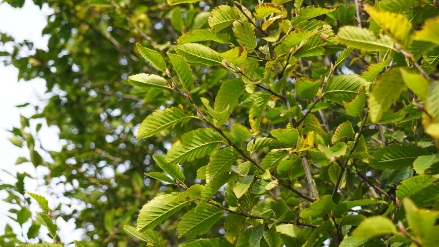 Carpinus betulus 'Fastigiata' (6)